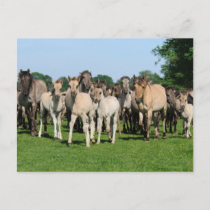 Postal Manada salvaje de Duelmen Ponies con zorros.