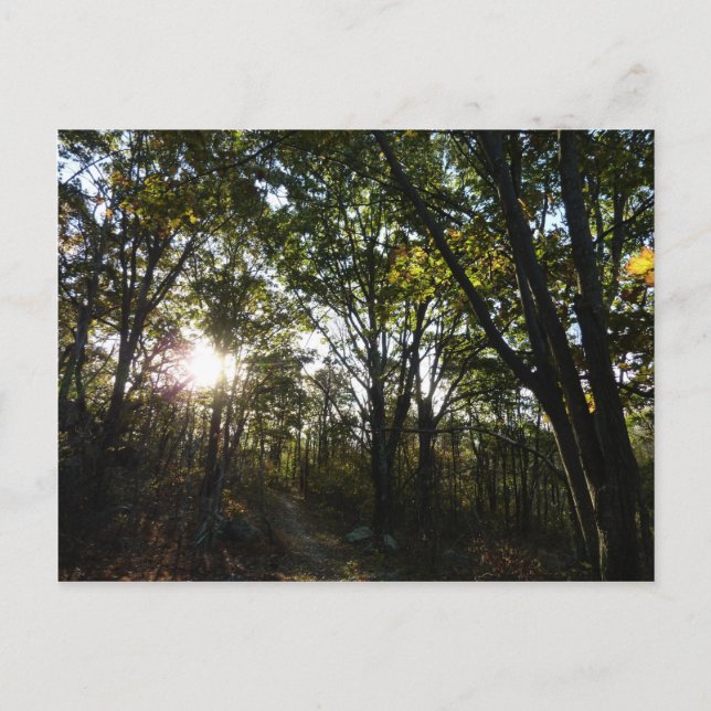Postal Mañana de otoño en el Parque Nacional de Shenandoa (Anverso)
