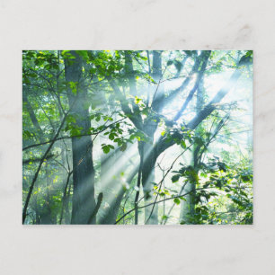 Postal Mañana en el bosque