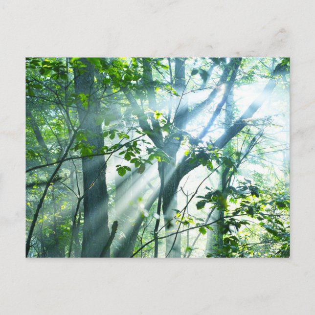 Postal Mañana en el bosque (Anverso)