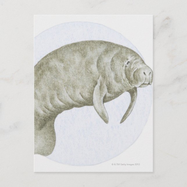 Postal Manatee (Anverso)