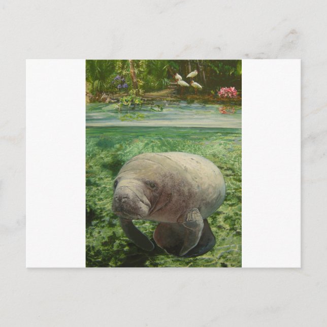 POSTAL MANATEE (Anverso)