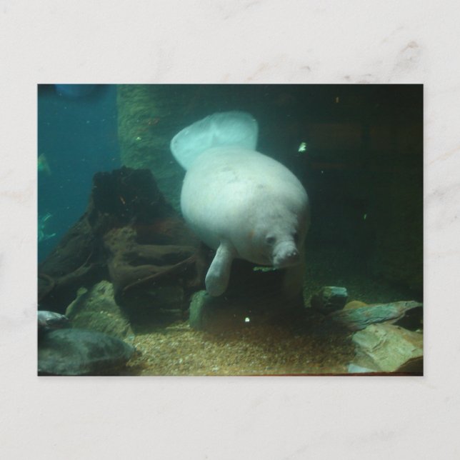 Postal Manatee antillano (Anverso)