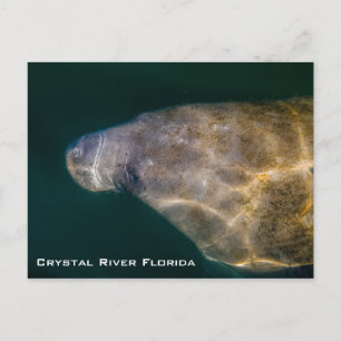 Postal Manatee Crystal River Florida