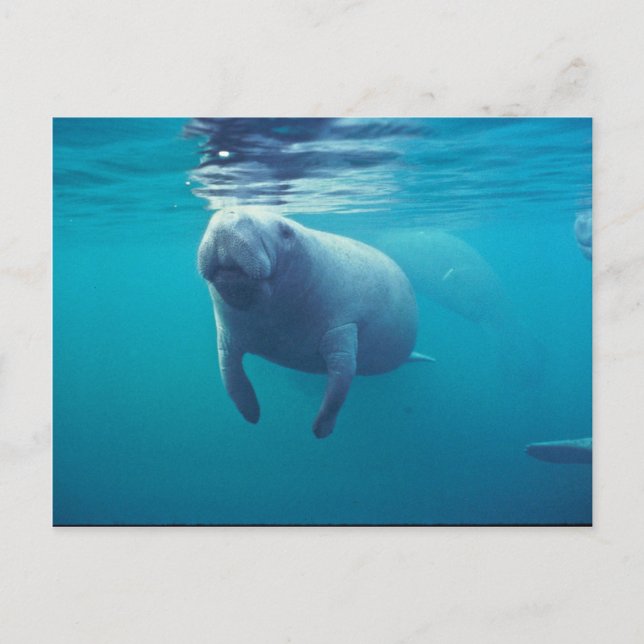 Postal Manatee de Florida (Anverso)