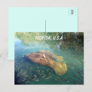Postal Manatee de Florida y su bebé