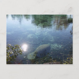 Postal Manatee In Crystal River, FL