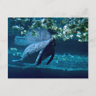 Postal Manatee, Lowry Park Zoo, Tampa Bay, Florida, EE.UU