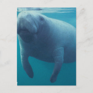 Postal Manatee Postcard