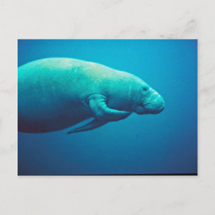 Postal Manatee Scratching