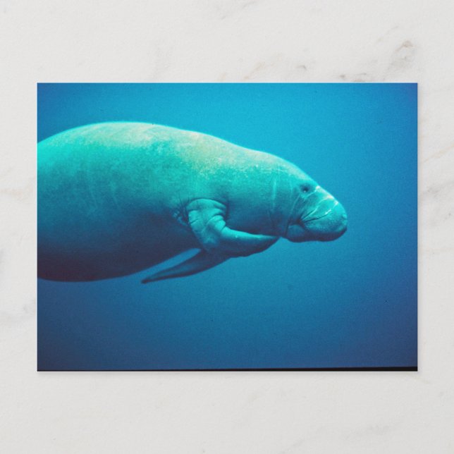 Postal Manatee Scratching (Anverso)
