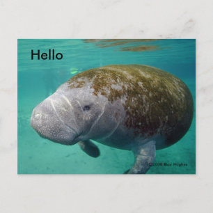 Postal Manatee Up cerrar 0258 "Hello" Post Card