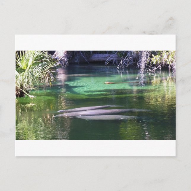 Postal Manatees (Anverso)