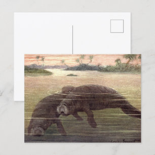 Postal Manatíes Antiguos o Vacas Marinas, Mamíferos Marin