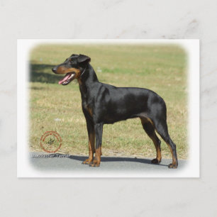 Postal Manchester Terrier