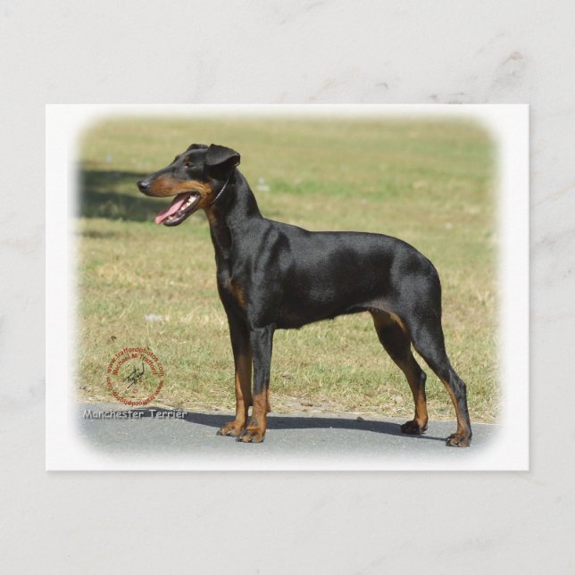 Postal Manchester Terrier (Anverso)