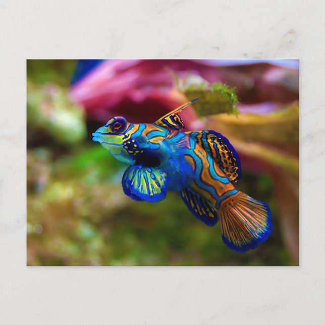 Postal Mandarin Fish Synchiropus Splendidus (Anverso)