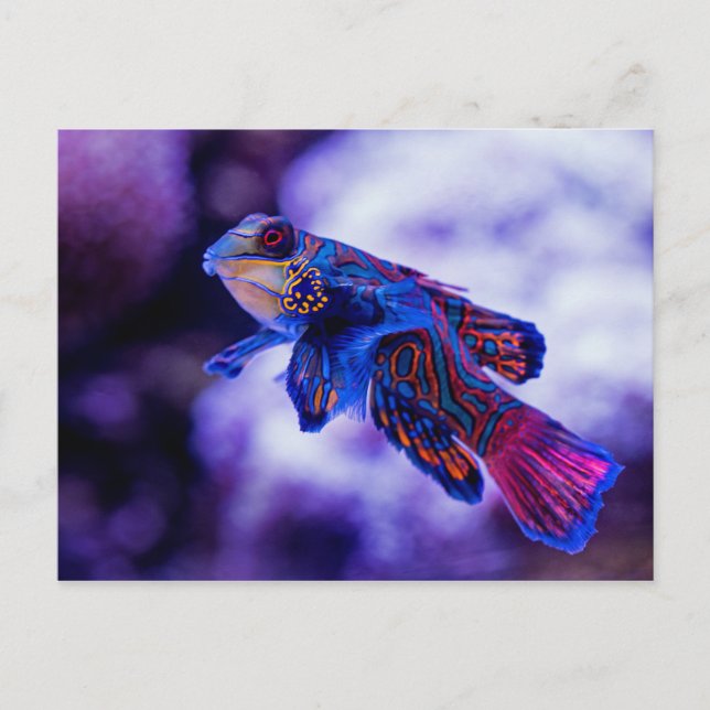 Postal Mandarin Goby Fish (Anverso)