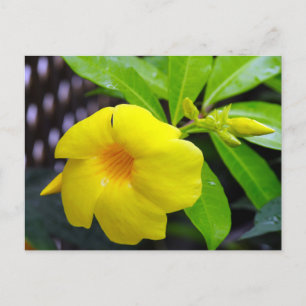 Postal Mandevilla amarilla