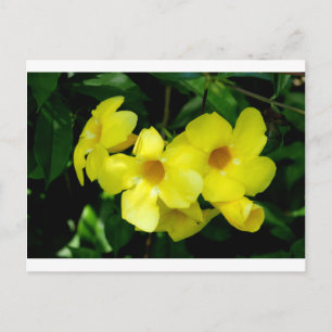 Postal Mandevilla.JPG