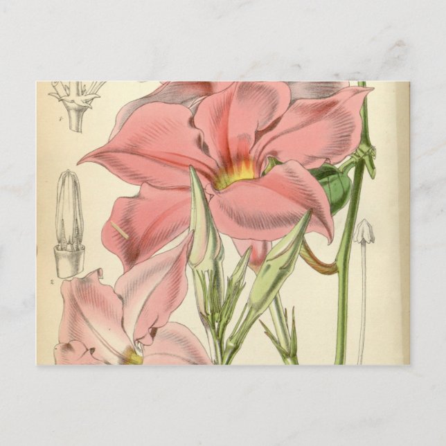 Postal Mandevilla martiana (Anverso)
