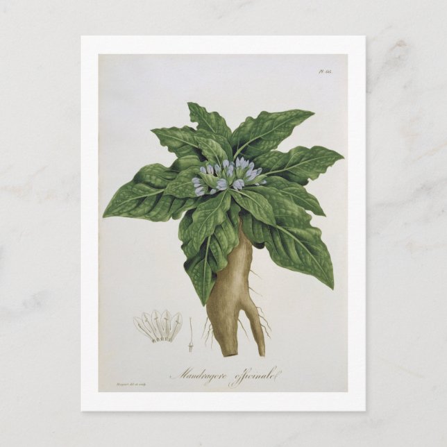Postal Mandragora Officinarum de 'Phytographie Medicale (Anverso)