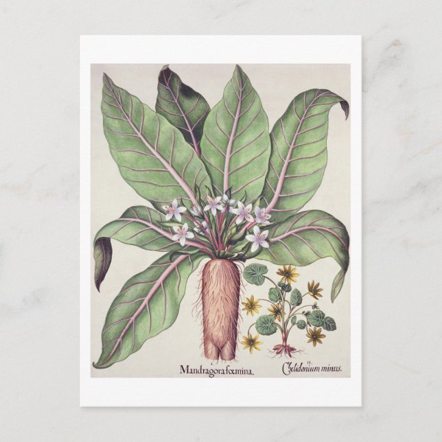 Postal Mandrake otoñal, de 'Hortus Eystettensis' de (Anverso)