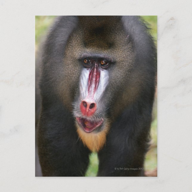 Postal Mandril (Mandrillus sphinx) cierre (Anverso)
