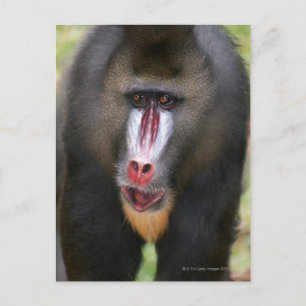 Postal Mandril (Mandrillus sphinx) cierre