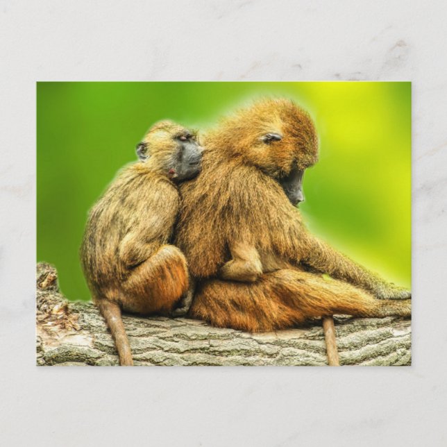 Postal mandriles de Guinea (Anverso)