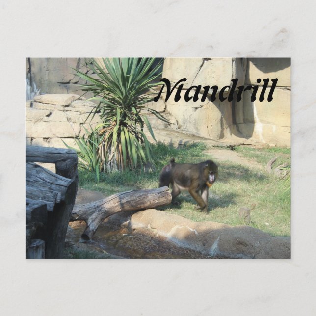 Postal Mandrill (Anverso)