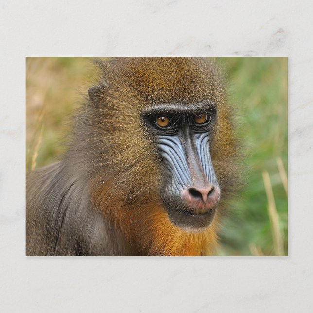 Postal Mandrill (Anverso)