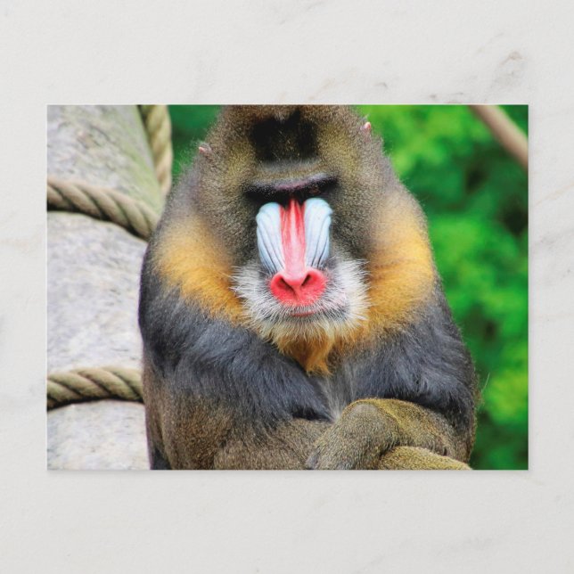 Postal Mandrill 001 (Anverso)