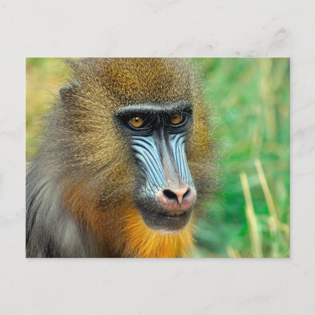 Postal Mandrill 002 (Anverso)