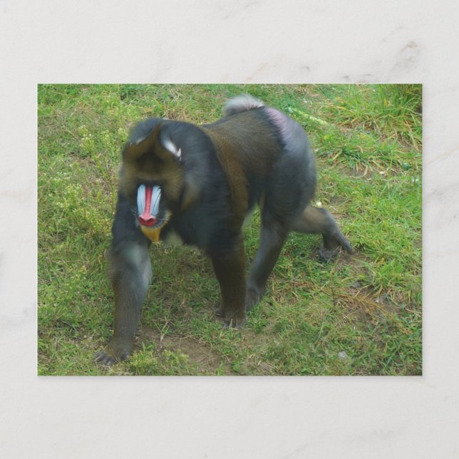 Postal Mandrill #5 Postcard (Anverso)