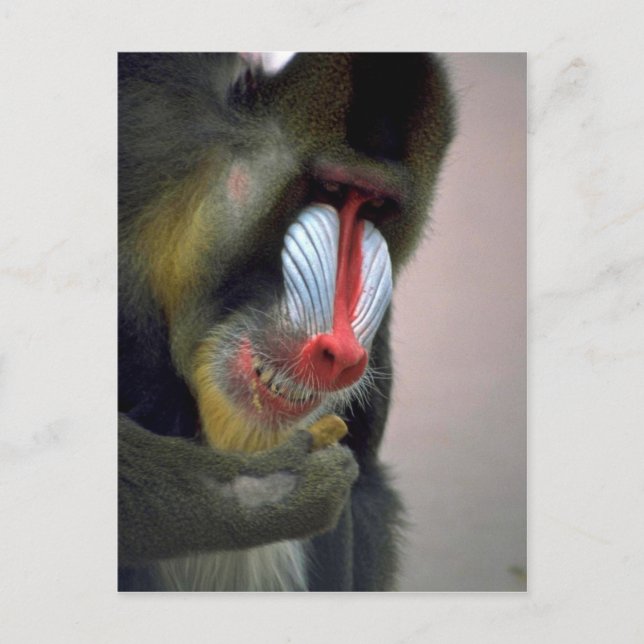 Postal Mandrill Head (Anverso)