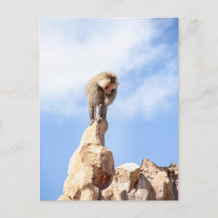 Postal Mandrill mono en la cima de una montaña