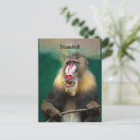 Mandrill, simio africano