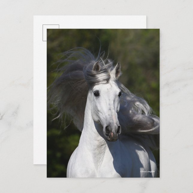 Postal Mane Flower de Bob Langrish Gray Andalucía (Anverso / Reverso)