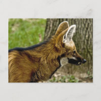 Postal Maned Wolf 1529