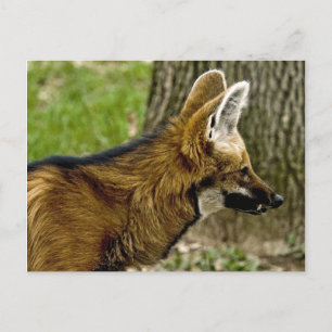 Postal Maned Wolf 1529