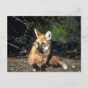 Postal Maned Wolf tumbado