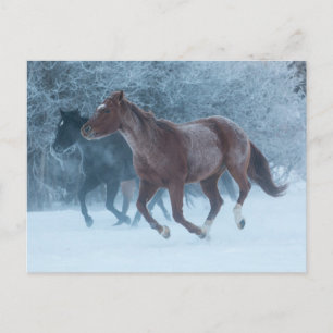 Postal Manejo de Caballos