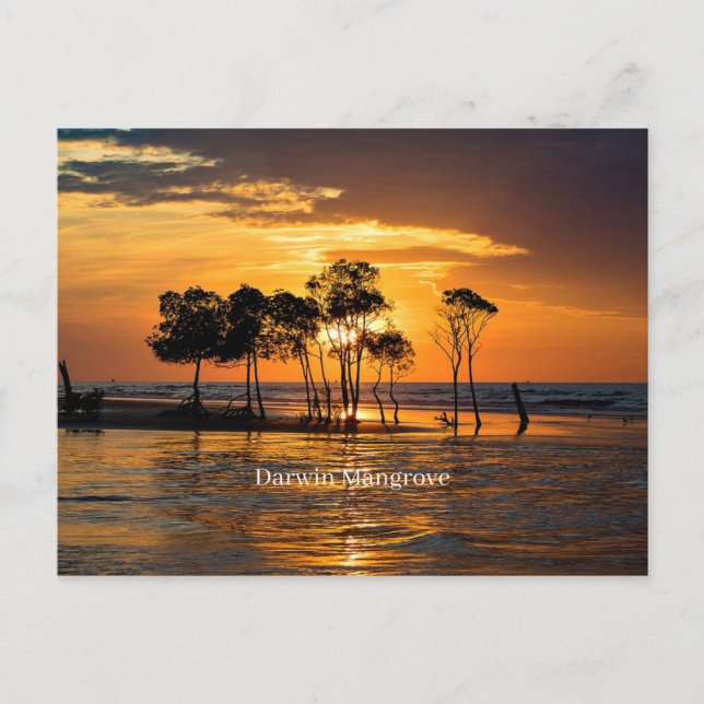 Postal Manglar Darwin, Australia (Anverso)