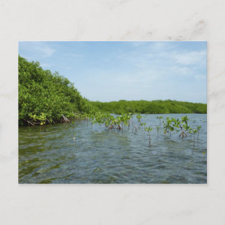 Postal Manglares bebés en el Caribe