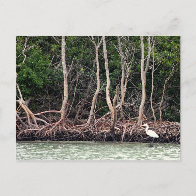 Postal Manglares de Florida (Anverso)