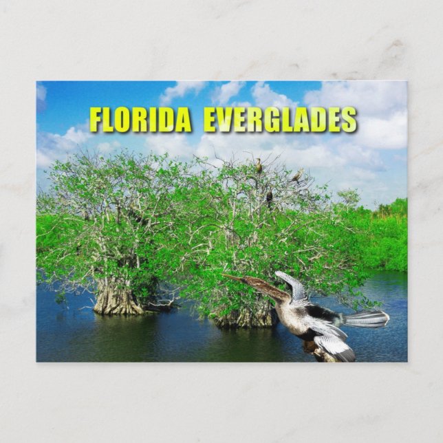 Postal Manglares y Anhinga, Everglades de Florida (Anverso)