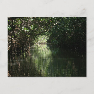 Postal Mangle Canopy, Tenacatita, México