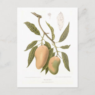 Postal Mango