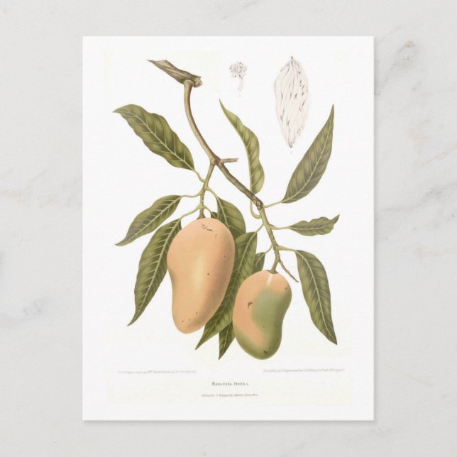 Postal Mango (Anverso)